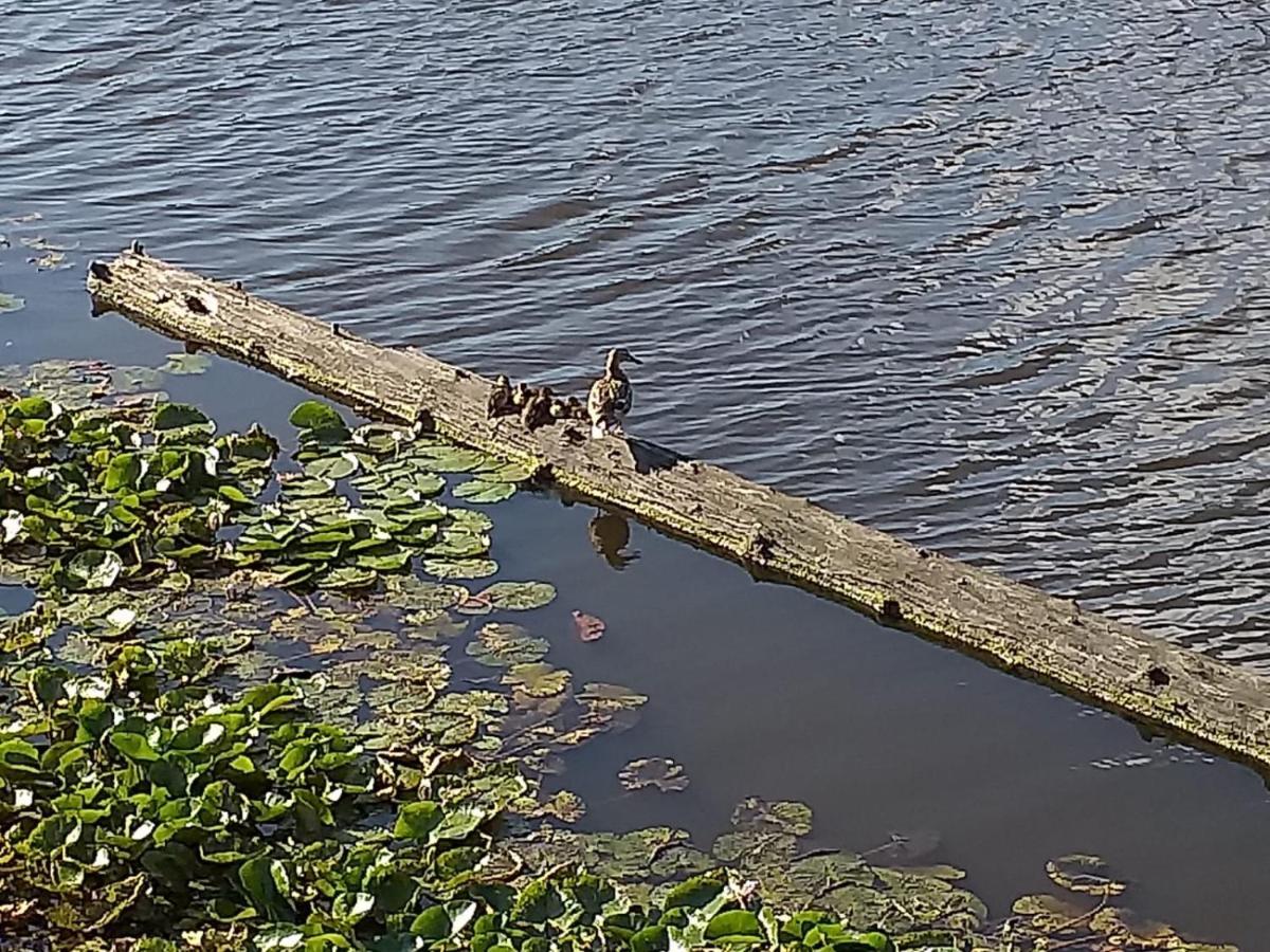 Huisje Aan Het Water, Omgeving Amsterdam Villa Zaandam Dış mekan fotoğraf